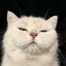 BILLA profil fotoğrafı