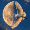 𓂀..𓏏𓇋𓄿..𓂀 profil fotoğrafı