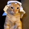 felino 🍎 的头像