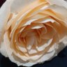 Zahrakamyab's profile picture