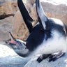 Фото профиля よすてまん めんふくろう🐦🐱🐦🔥🦕🦉初期仏教すき