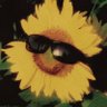 Ideal ツ's profile picture