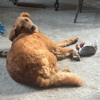 AnUnabashedNerd's profile picture