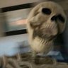 Constantine's profile picture
