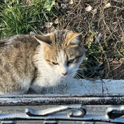 the_du_ff's profile picture