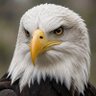 Sheila Howard profil fotoğrafı