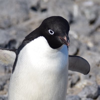 kiratachibana's profile picture