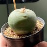 Фото профиля りぷたま。