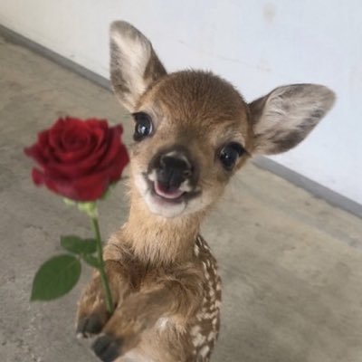 バンビチャーン🦌's profile picture