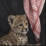 سعود الشريف 的头像