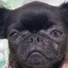 クロスケ 的头像