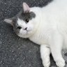 🐈⬛ Cat's profile picture