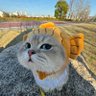 小灰猫【合作来主页】 profil fotoğrafı