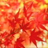 紅葉-momiji- 的头像