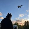 Azifiel 🇨🇦🇺🇸🇬🇧's profile picture