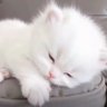 Swift's profile picture
