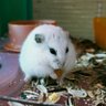 Regulus's profile picture