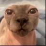 BH52's profile picture