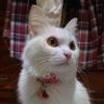 Profilbild von 白猫のハルと猫響と黒猫のナーゴ