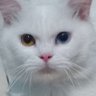 yore's profile picture