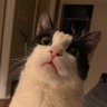 pek en yang yo's profile picture