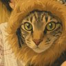 TOMCHI profil fotoğrafı