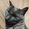 ruu's profile picture
