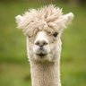 nabi____abcdxxi's profile picture