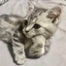 Profilbild von piyik