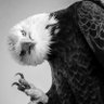 Ab profil fotoğrafı
