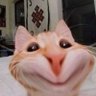 Фото профиля mew🐈