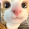Profilbild von ちむた