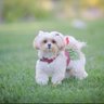 Margueritte n Munchkin “TEAM SWEETHEARTS”❤️🇺🇸 profil fotoğrafı