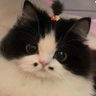 Profilbild von asleepycat