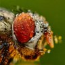 Snapdragon's profile picture