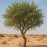 Sanjar's profile picture