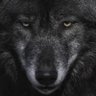 S. Wolf 的头像