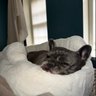 SIMONE's profile picture