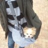 タカイヌ_配当タイプ好き_毎月130万円 的头像