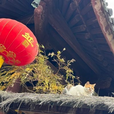 BirdRuangsiwow's profile picture