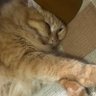 ゆくしーurzb profil fotoğrafı