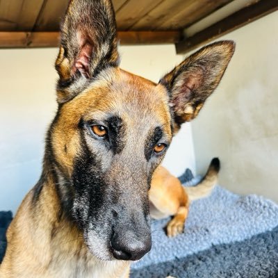 PD Zero 🐾 👮 (& PD Roost 🌈 🐾)'s profile picture