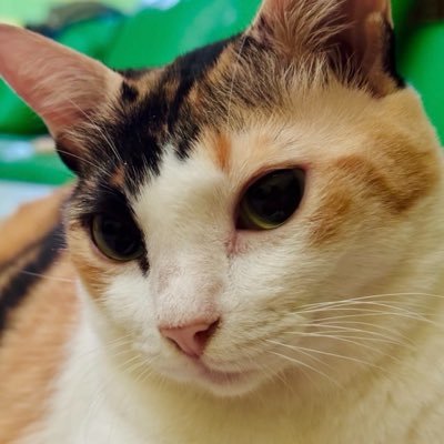 fluffycalicos's profile picture