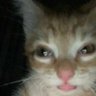 Profilbild von Rapupsel