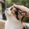 Фото профиля ほめねこ