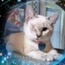 Фото профиля 🇺🇸🐈~Purrzzzzzz~🐈🇺🇸