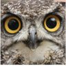 glaukos profil fotoğrafı