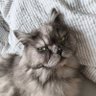 Kiyota profil fotoğrafı