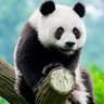 Panda Xol 的头像