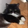 قطقوط profil fotoğrafı